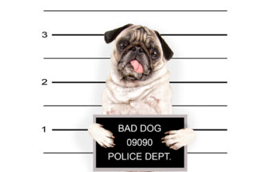 “Bad Dog!” Why a Husky’s Owner Must Pay R100,000 Damages